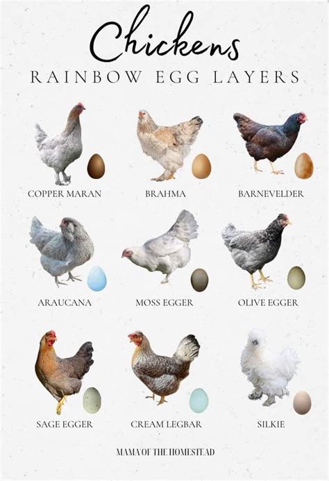 Pin by Gina on Hen House, Hens &amp; Egg Ideas | Chicken breeds, Cute ...