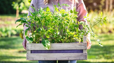 How to Plant, Grow, and Care for Heirloom Tomatoes