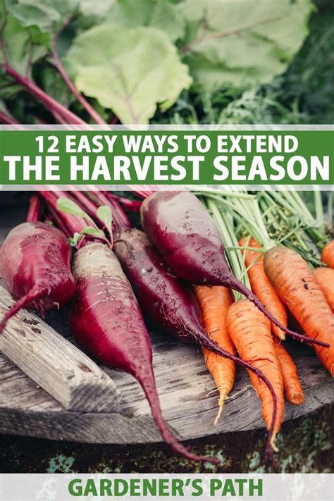 How to extend your garden harvest for year-round fresh food?