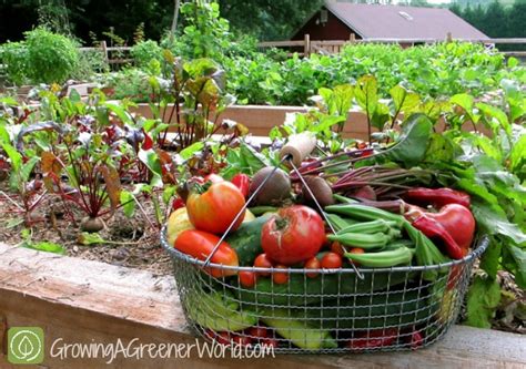 Abundant Harvest - Growing A Greener World