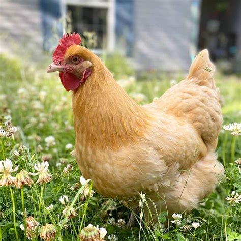 Best Chicken Breeds To Keep Together at David Christopher blog