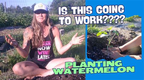PLANTING WATERMELON-IS IT GOING TO WORK - YouTube