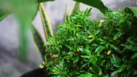 Green Plant with Dense Foliage Stock Photo - Image of grass, flora ...