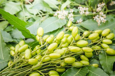 Neem multiuso: Saiba porque o neem é considerado a árvore do século ...