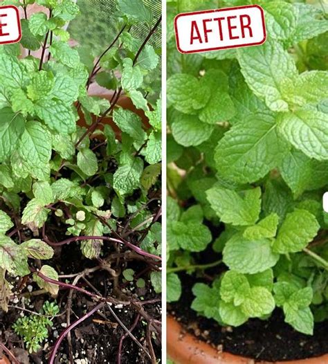 DIY Garlic Insect Spray For Your Plants