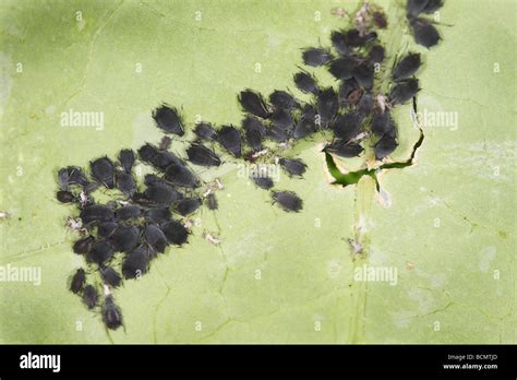 Aphids on leaf Stock Photo - Alamy