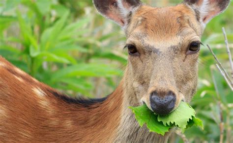 Keep deer from eating landscape plants | Home Garden and Homestead