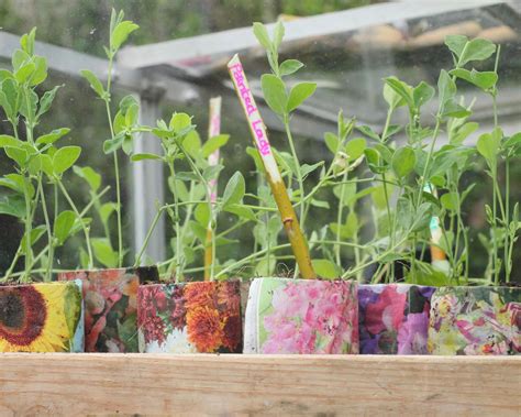 Hardening off plants: how, when and why to do it | Gardeningetc