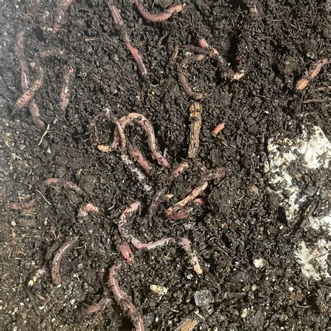 How to Make Your Own Worm Farm: A Step-by-Step Guide for Easy and ...