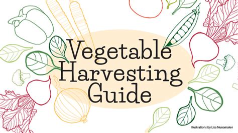 Your Handy Guide to Vegetable Harvesting | How to Pick at the Right ...