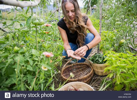 Woman harvesting vegetables in vegetable garden Stock Photo - Alamy