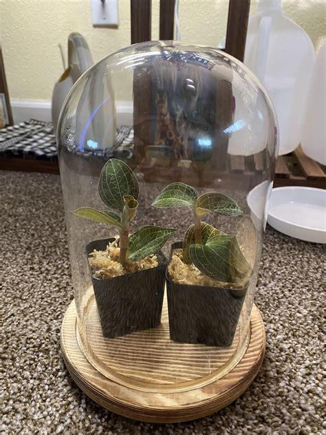 Homemade neem oil spray for pests. : Jewelorchids