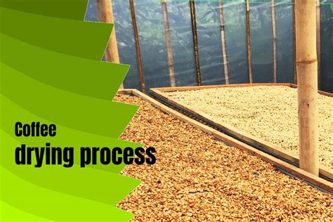 Coffee Processing And Drying (The Latest Method And Comparison With ...