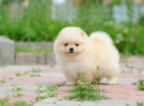 Cute Fluffy Dog 20 Of The Best Small Dogs That Make Perfect Pets