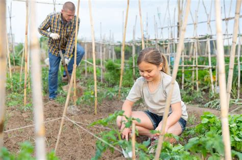 Child Girl Helping Her Parents Work in Vegetable Garden Stock Image ...