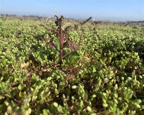 Practical Benefits of Cover Crops - DELTA FARMLAND &amp; WILDLIFE TRUST