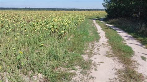 Growing Summer Harvest in the Garden Stock Video - Video of fresh ...