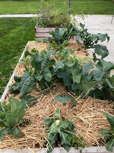 mulched bed – Thurston Conservation District