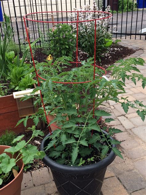 Why Grow Tomatoes in Containers? - My Northern Garden
