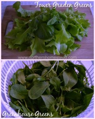 Garden Update – March 2015 - Northern Homestead