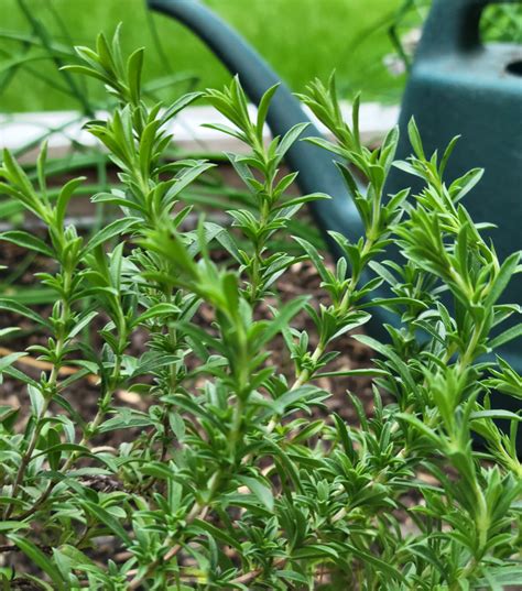 Winter Savory Herb Uses at Paige Cremean blog