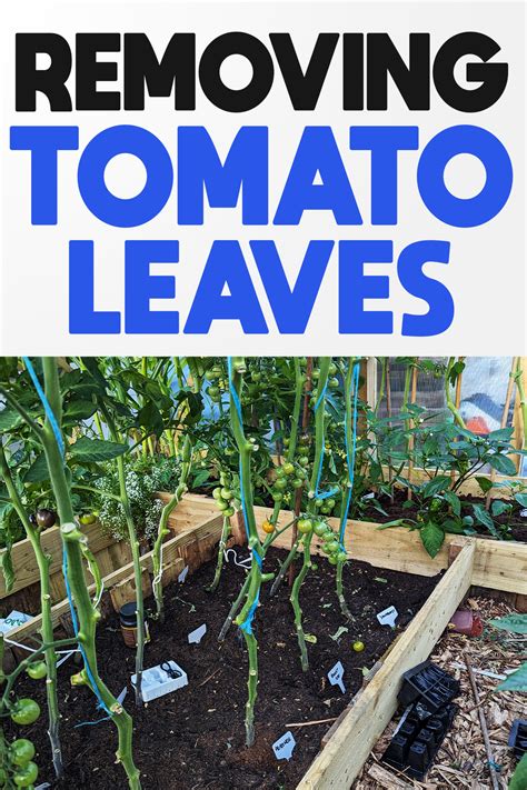 Why Remove The Lower Leaves On A Tomato Plant - Patient Gardener