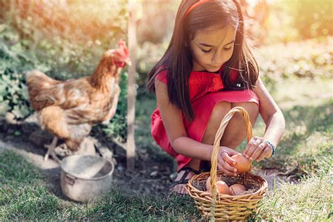2,700+ Kid Collecting Eggs Stock Photos, Pictures & Royalty-Free Images ...