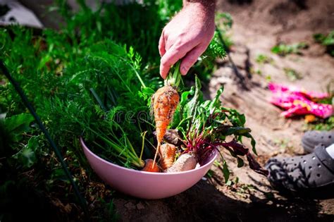 Harvesting Root Vegetables stock image. Image of harvesting - 377522779