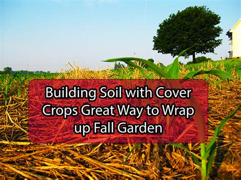 Garden and Farms: Building soil with cover crops great way to wrap up ...