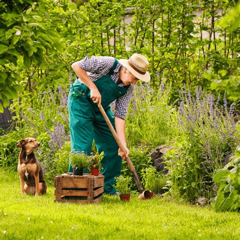 10 Tips For Novice Gardeners in Australia - Inspiring Landscape Solutions