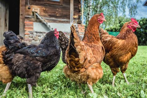 What Is a Group of Chickens Called? - Chicken Terms Explained