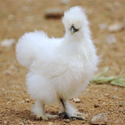 10 Puffy Head Chicken Breeds To Consider Raising