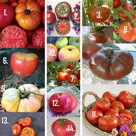 What are essential heirloom tomato varieties for flavorful home canning?