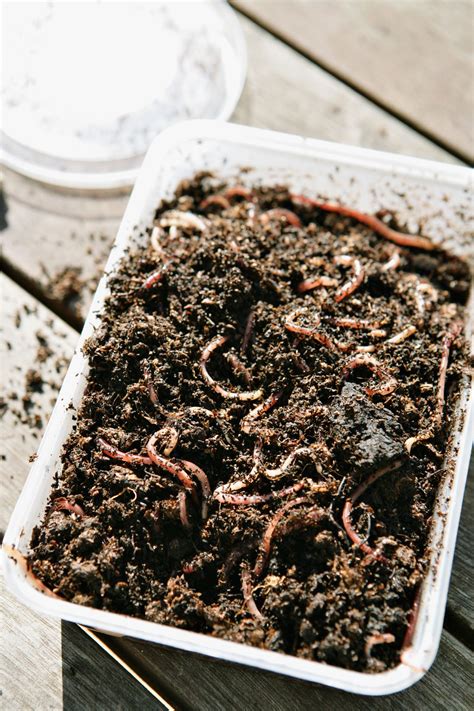 Vermicompost Worm Bin at Lee Porter blog