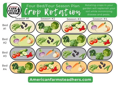 Crop Rotation Chart: Vegetable Garden Planning Made Easy