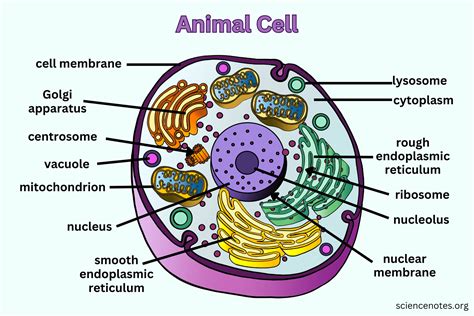 Animal Cell - Diagram, Organelles, and Characteristics