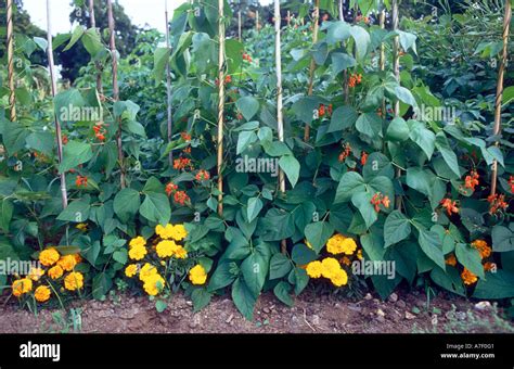 Companion Planting Vegetables Stock Photos &amp; Companion Planting ...