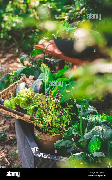 Urban gardening - harvesting vegetables from raised bed and potted ...
