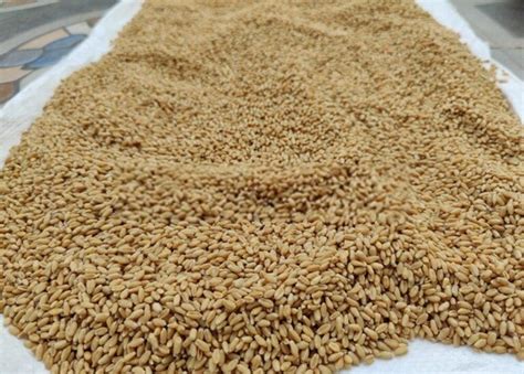 How to Grow a Heirloom Vegetable Garden?