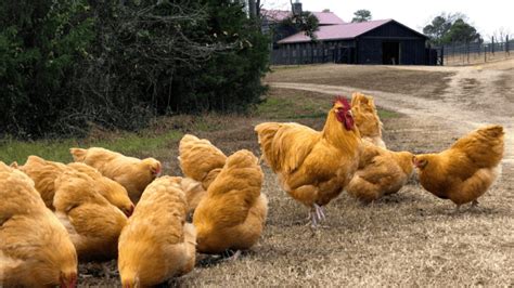 Heritage Farms Chicken: Flavorful, Farm-Raised Poultry