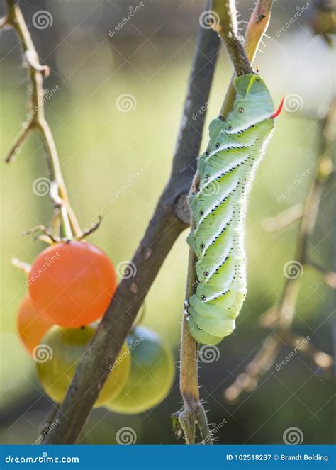 Tomato Hornworm stock image. Image of cherry, destructive - 102518237