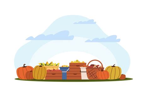 Fall harvest, baskets and boxes of vegetables and harvested