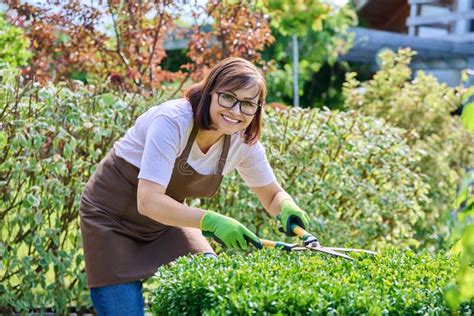 Woman Gardener Cutting Boxwood Bush with Garden Scissors Stock Image ...