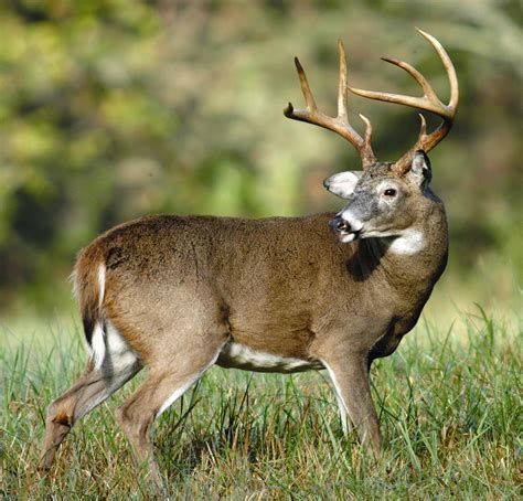 Deer | HD Wallpapers (High Definition) | Free Background