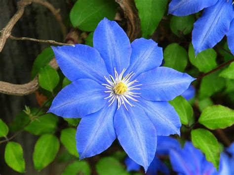 Blue Garden Plan - Designing And Using Blue Plants In Gardens