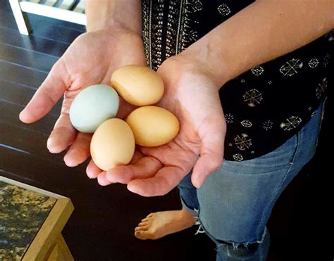 25 Ideas To Help You Start Homesteading | My Casual Homestead