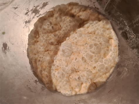Mold experts, has my sourdough starter gone bad? : r/Sourdough