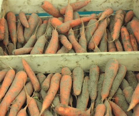 DIY: Extend the Shelf Life of Root Vegetables by Storing Them in Sand