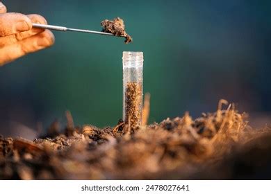 Turning Compost Pile Community Garden Compost Stock Photo 2478027659 ...