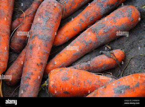 Fresh organic sand carrots with soil for sale at a farmers market Stock ...